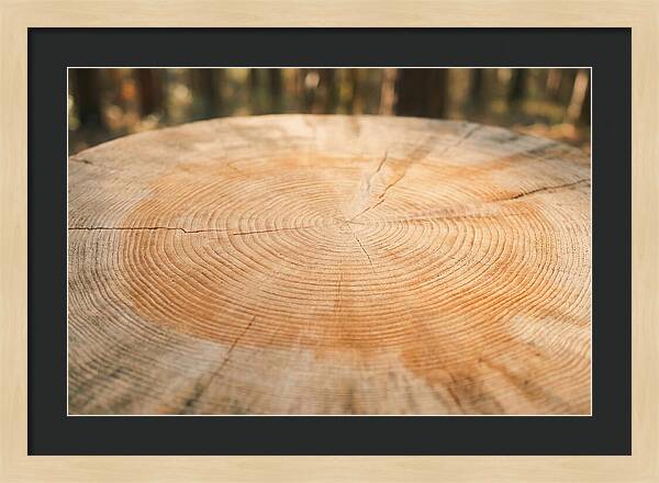 Tree Ring Cross Section