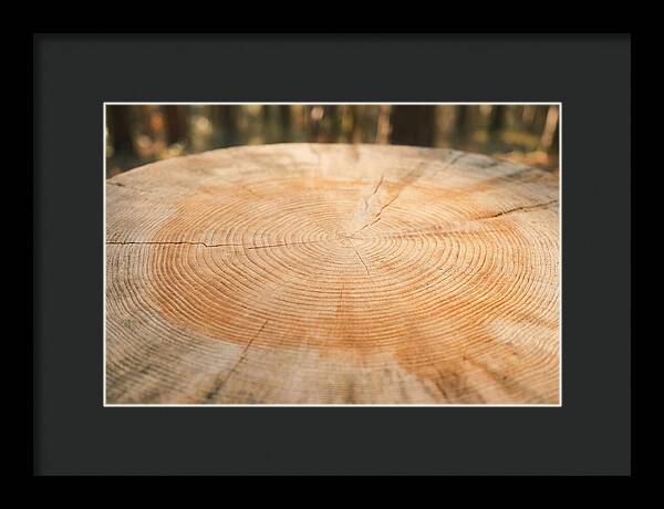 Tree Ring Cross Section