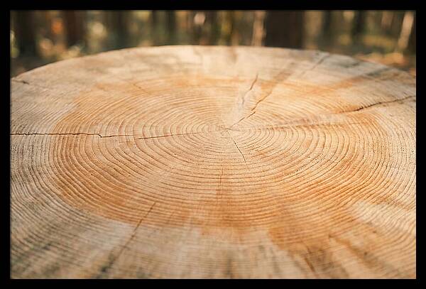 Tree Ring Cross Section