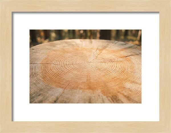 Tree Ring Cross Section