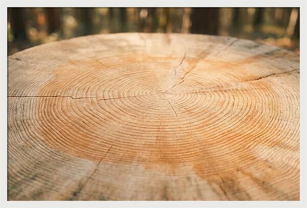 Tree Ring Cross Section