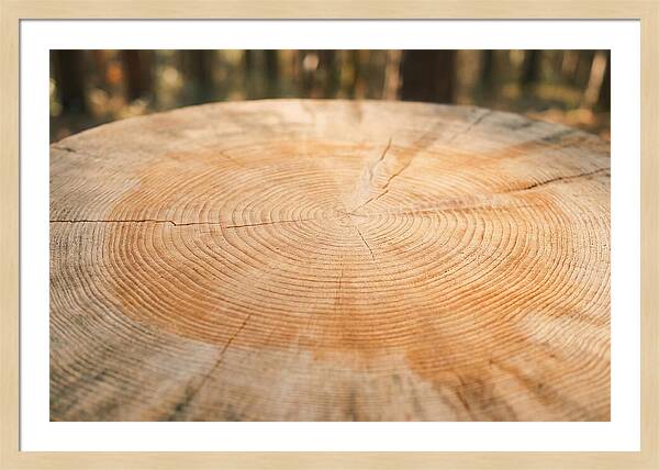 Tree Ring Cross Section