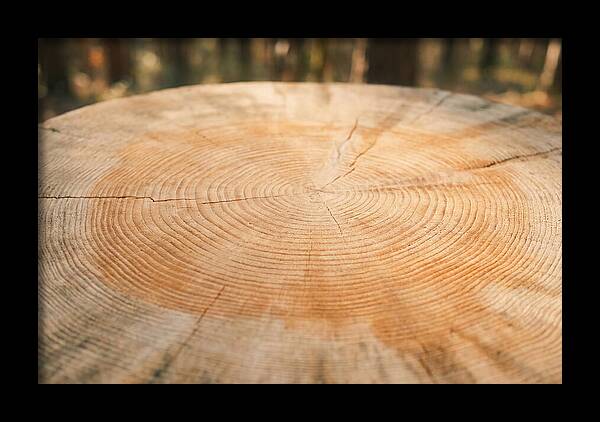 Tree Ring Cross Section