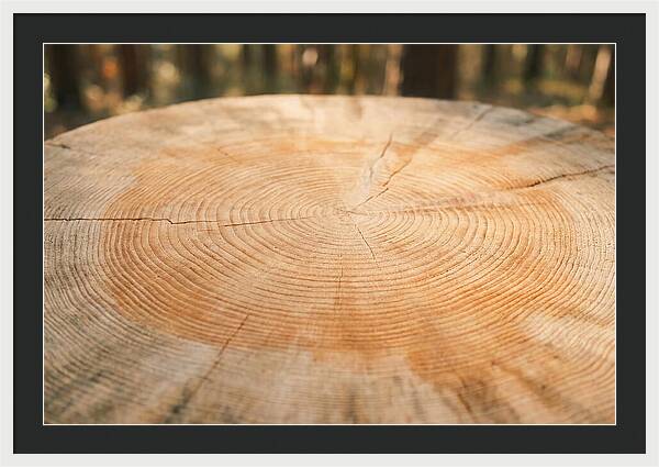 Tree Ring Cross Section