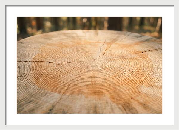 Tree Ring Cross Section