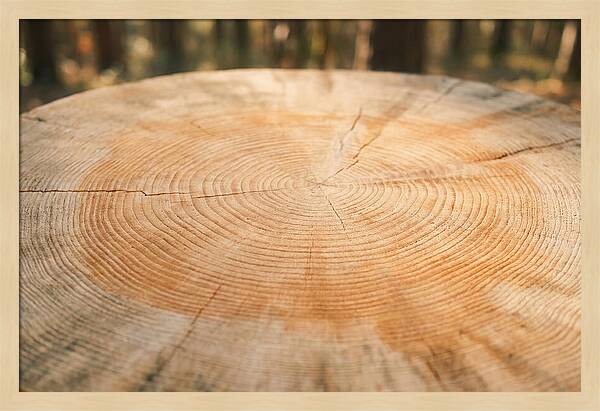 Tree Ring Cross Section