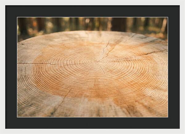 Tree Ring Cross Section