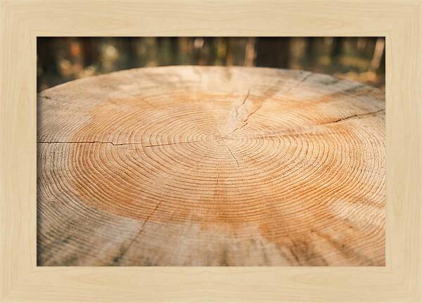 Tree Ring Cross Section