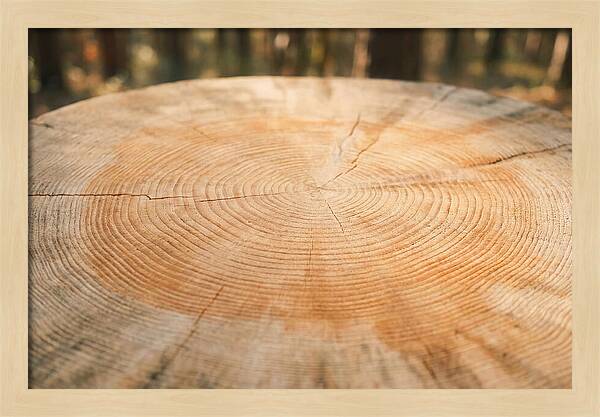 Tree Ring Cross Section