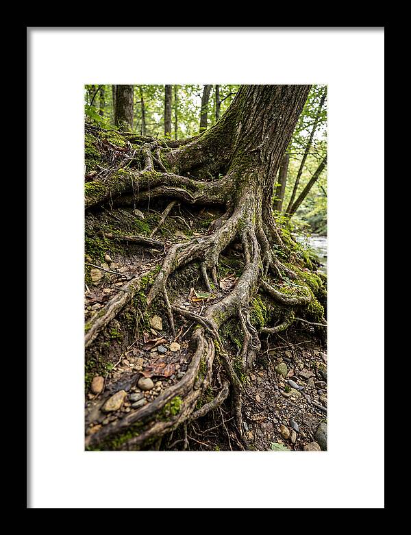 Tree Roots Embracing Earth