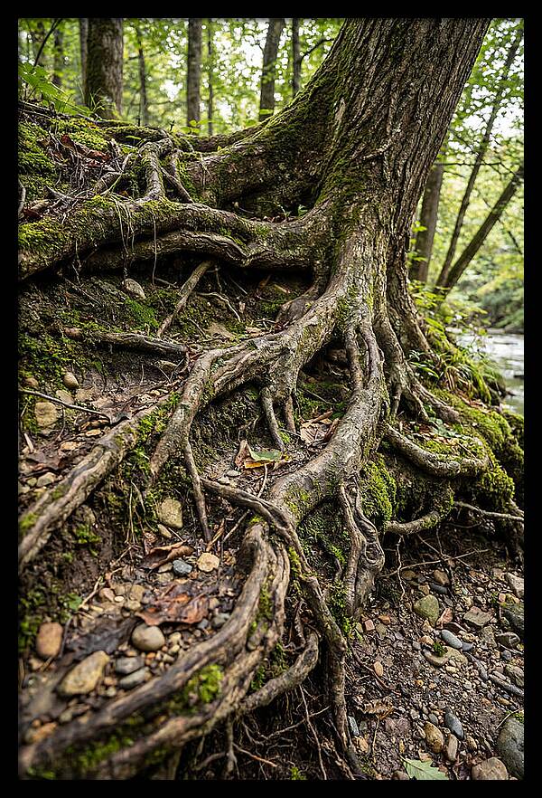 Tree Roots Embracing Earth