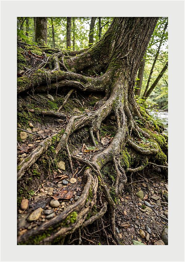 Tree Roots Embracing Earth
