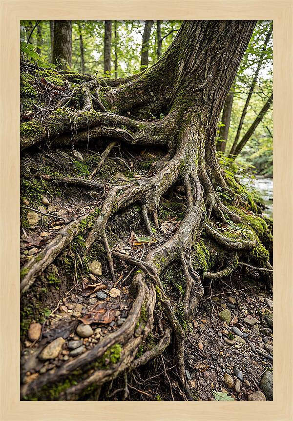 Tree Roots Embracing Earth
