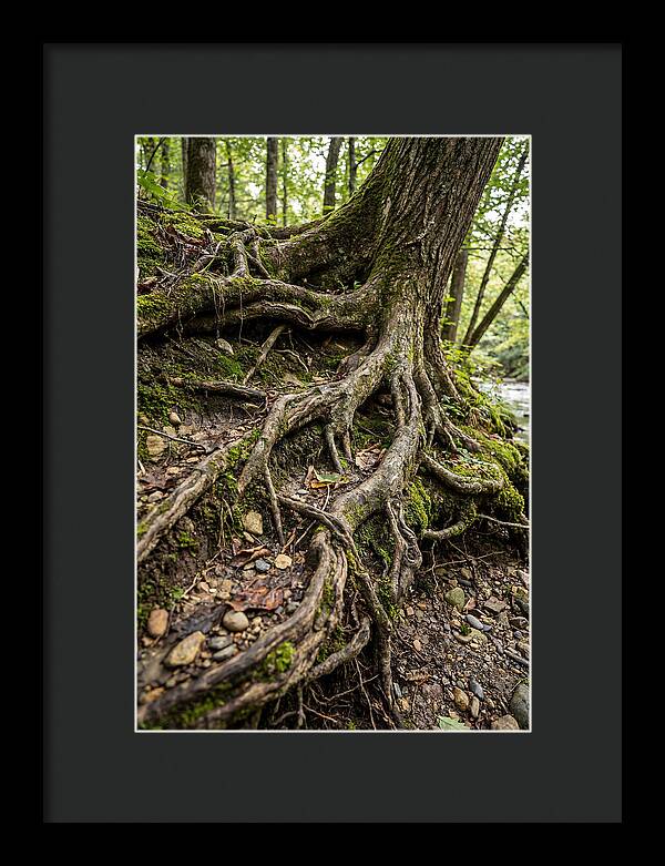 Tree Roots Embracing Earth