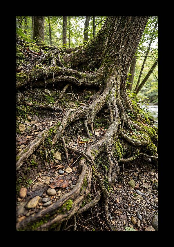Tree Roots Embracing Earth