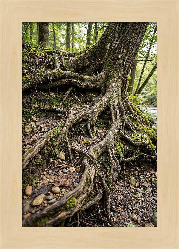 Tree Roots Embracing Earth