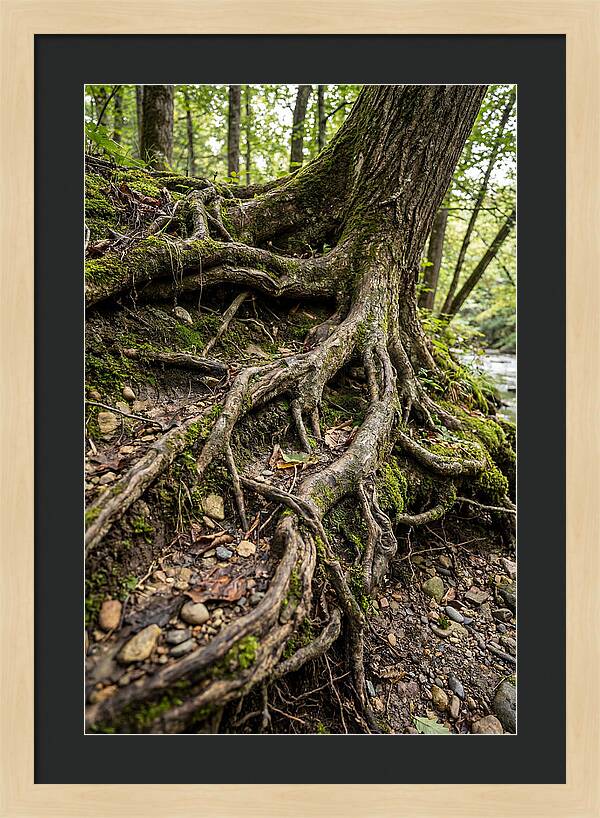 Tree Roots Embracing Earth