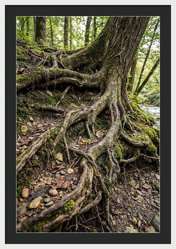 Tree Roots Embracing Earth