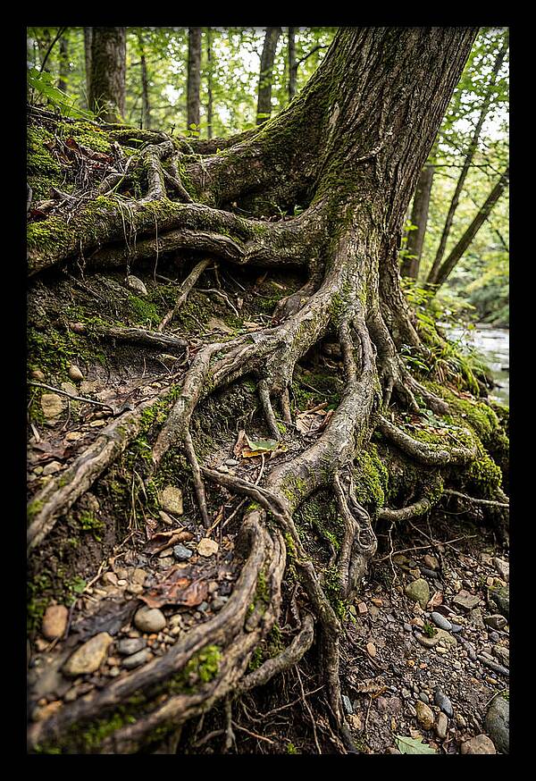 Tree Roots Embracing Earth
