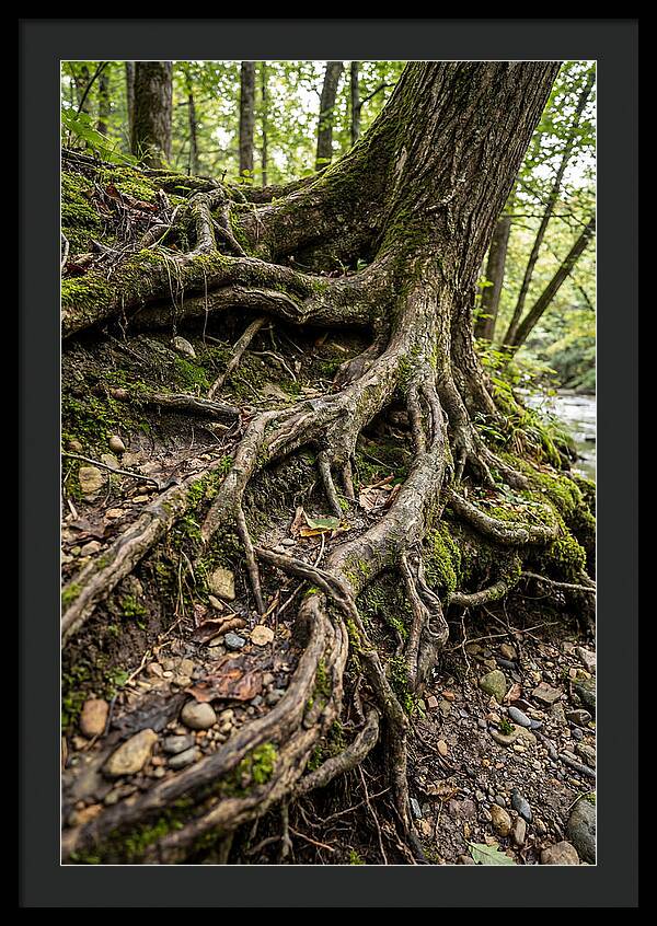Tree Roots Embracing Earth