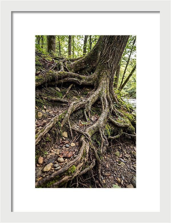 Tree Roots Embracing Earth