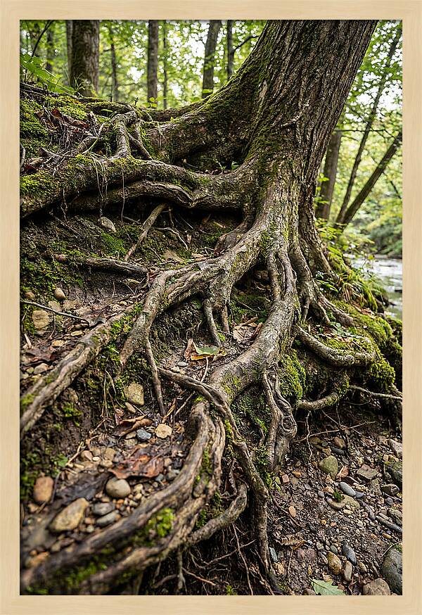 Tree Roots Embracing Earth