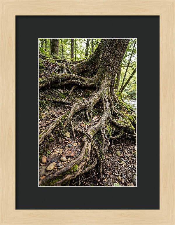 Tree Roots Embracing Earth