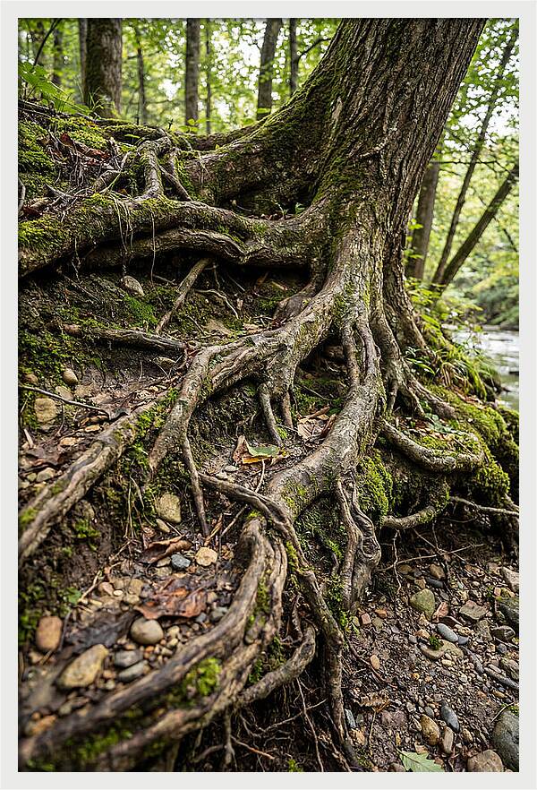 Tree Roots Embracing Earth