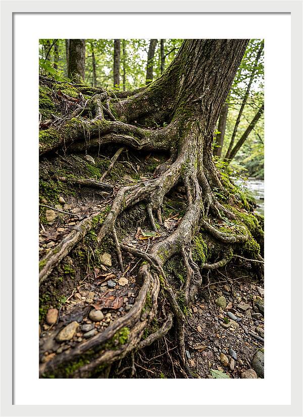 Tree Roots Embracing Earth