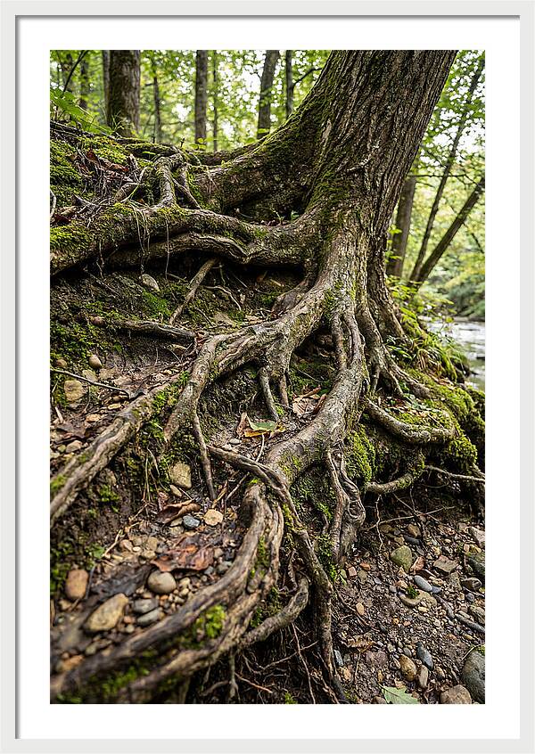 Tree Roots Embracing Earth
