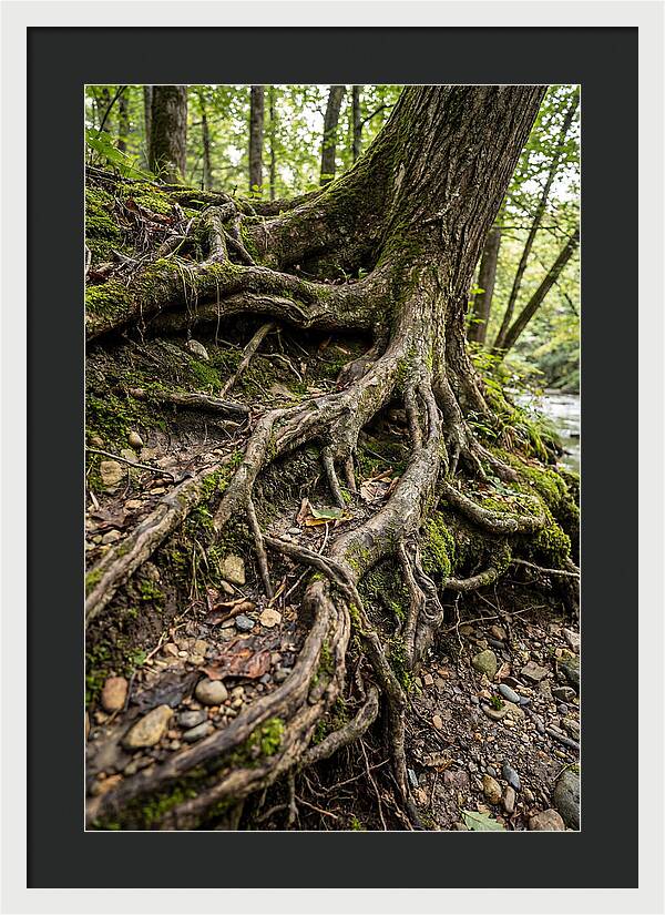 Tree Roots Embracing Earth