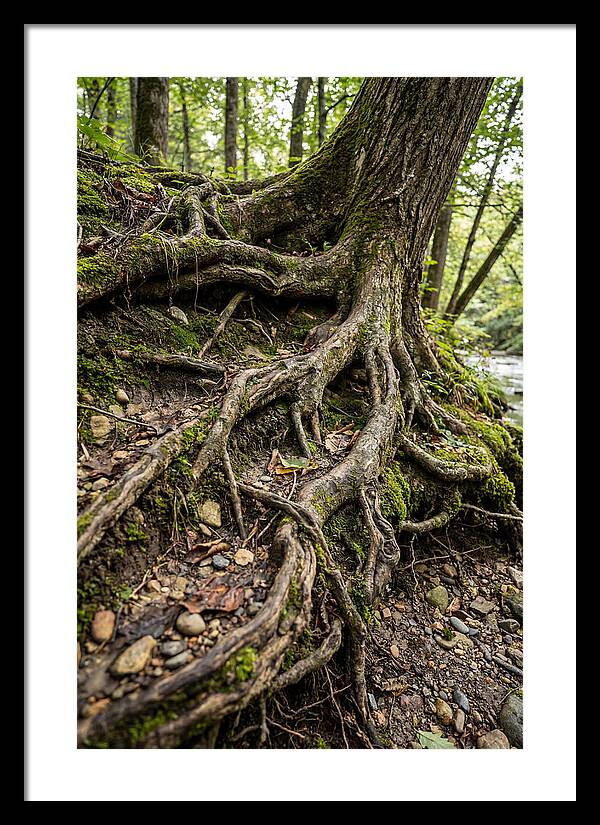 Tree Roots Embracing Earth
