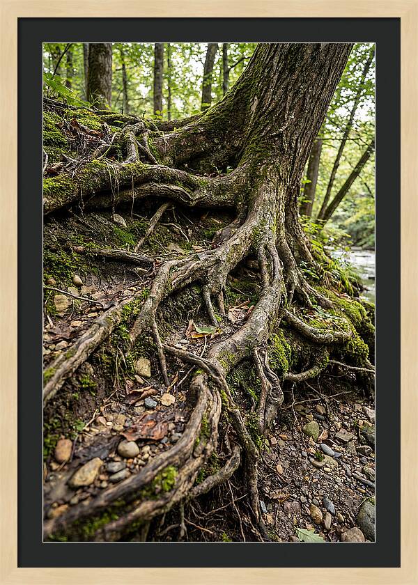 Tree Roots Embracing Earth
