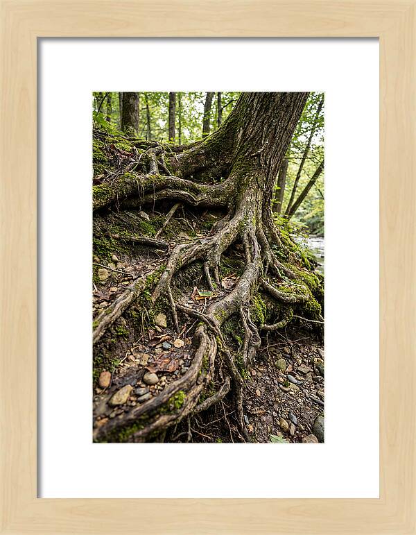 Tree Roots Embracing Earth