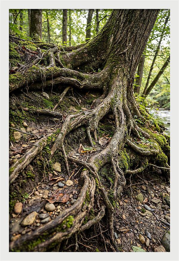Tree Roots Embracing Earth