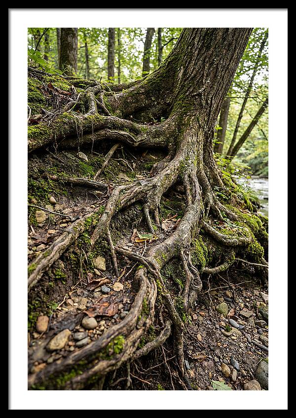 Tree Roots Embracing Earth