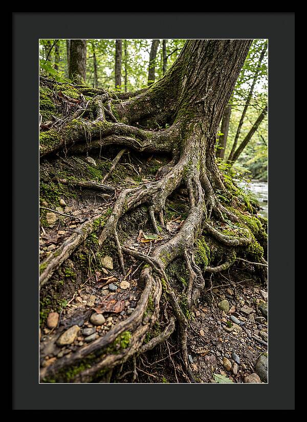 Tree Roots Embracing Earth