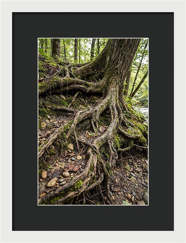 Tree Roots Embracing Earth