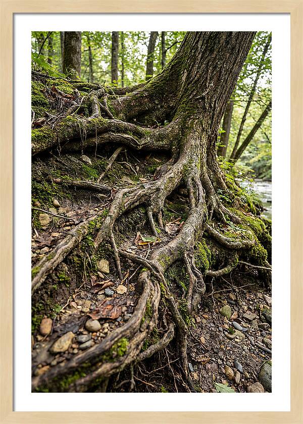 Tree Roots Embracing Earth