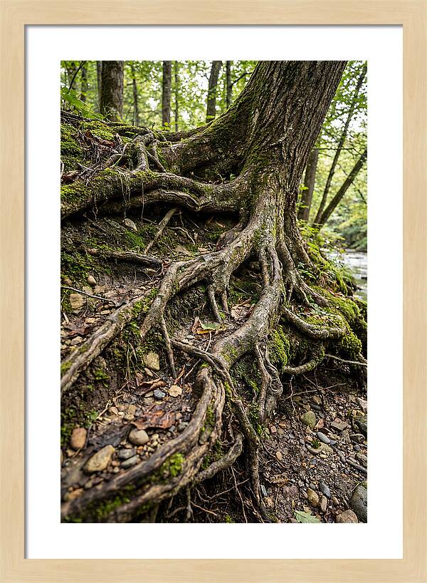 Tree Roots Embracing Earth