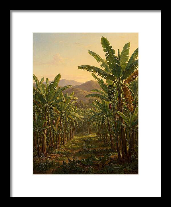Tropical Banana Grove Tranquility