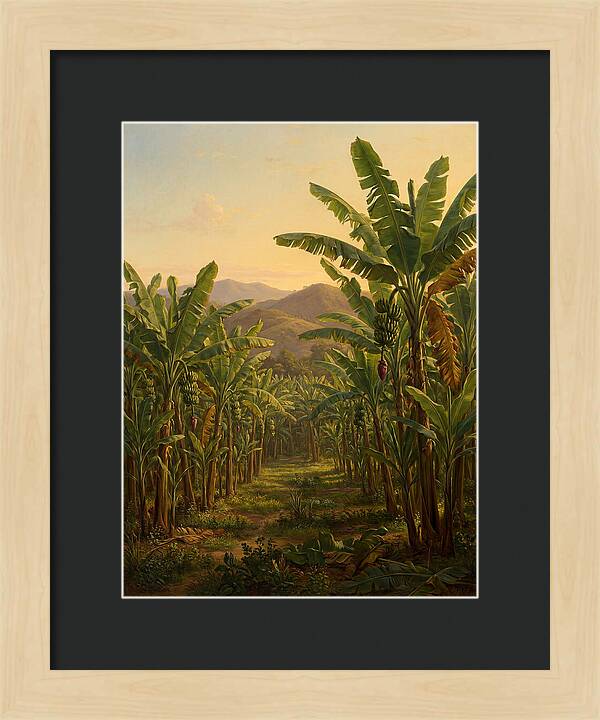 Tropical Banana Grove Tranquility