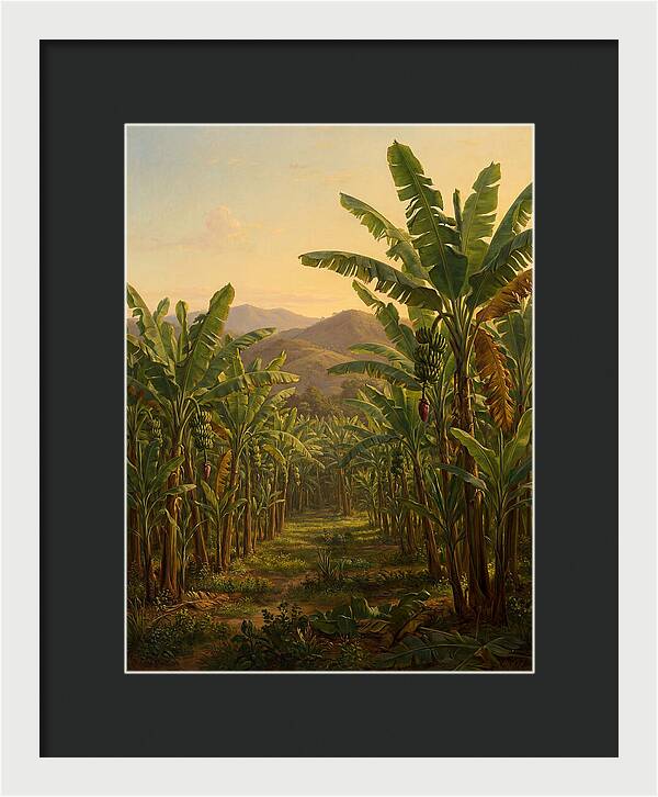 Tropical Banana Grove Tranquility
