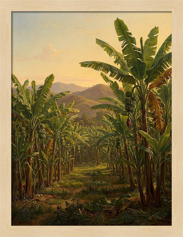 Tropical Banana Grove Tranquility