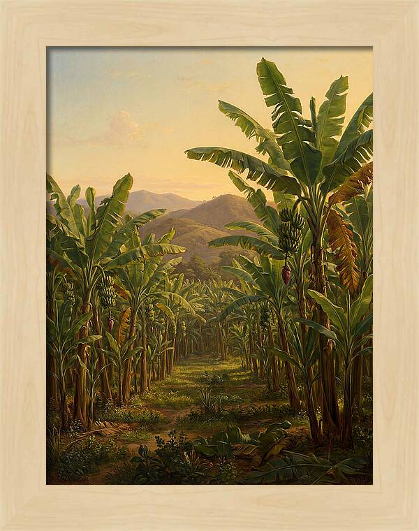 Tropical Banana Grove Tranquility