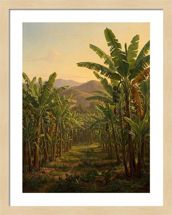 Tropical Banana Grove Tranquility