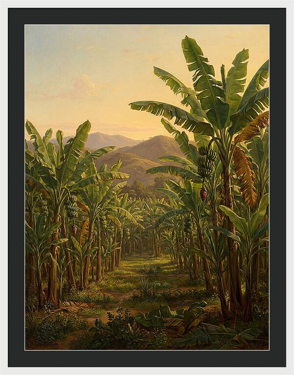 Tropical Banana Grove Tranquility
