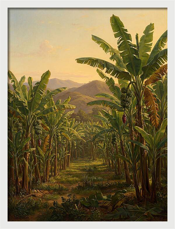 Tropical Banana Grove Tranquility