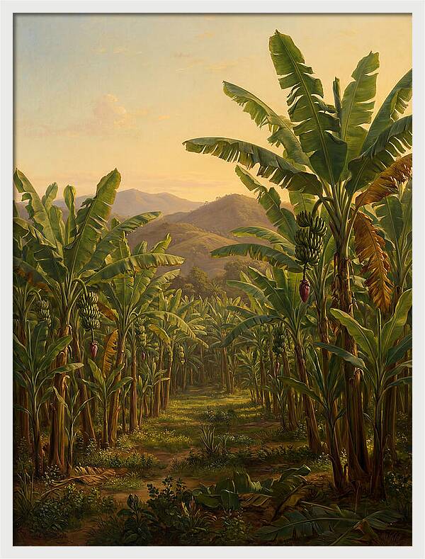 Tropical Banana Grove Tranquility