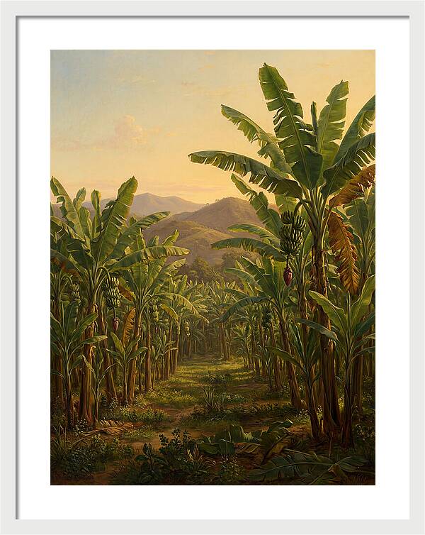 Tropical Banana Grove Tranquility